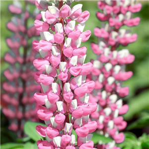 Lupin 'Gallery Pink Bicolour'